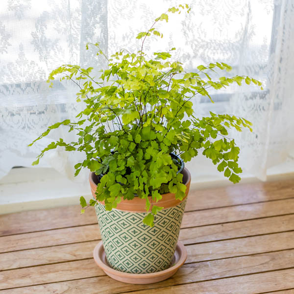 Delta Maidenhair (Adiantum raddianum)