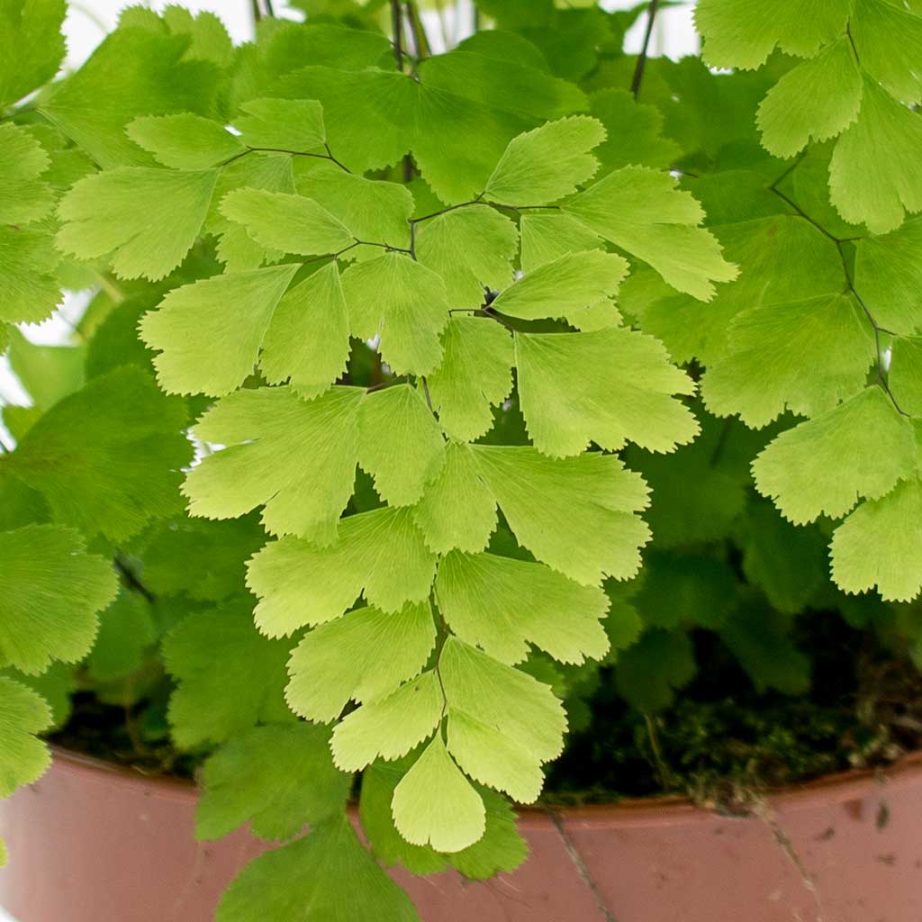 Delta Maidenhair Charlotte Parvifolium (Adiantum raddianum)