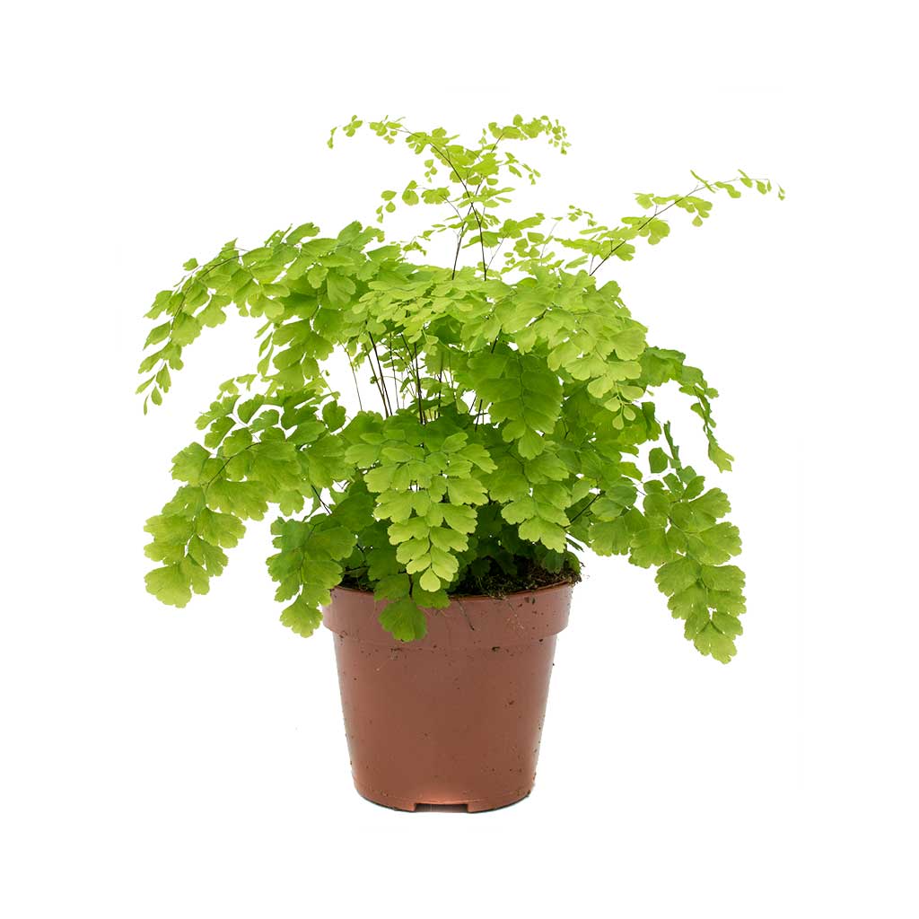 Delta Maidenhair Charlotte Parvifolium (Adiantum raddianum)