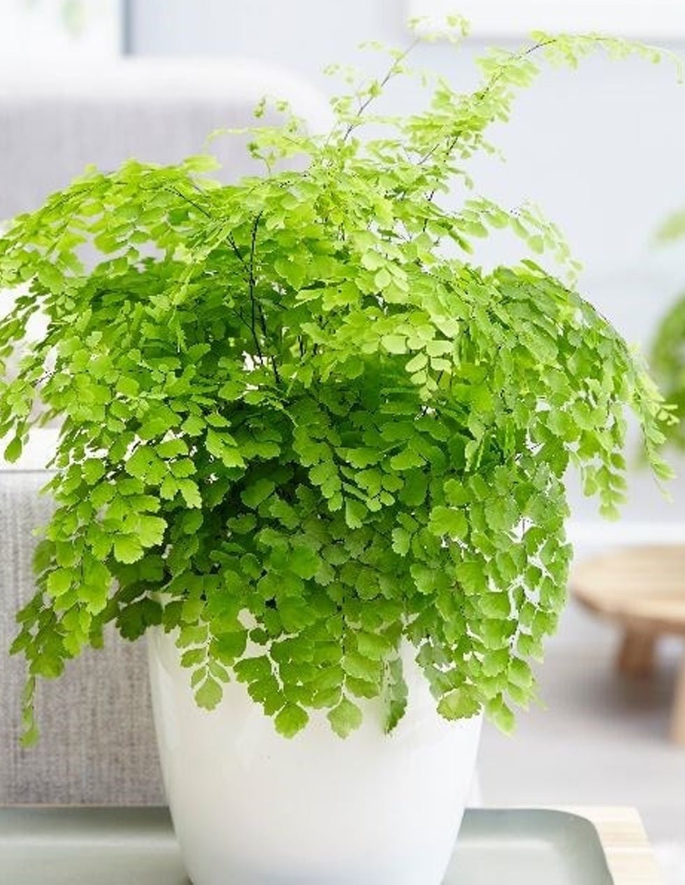 Elegant Maidenhair (Adiantum Elegans) - Ladybird Nursery
