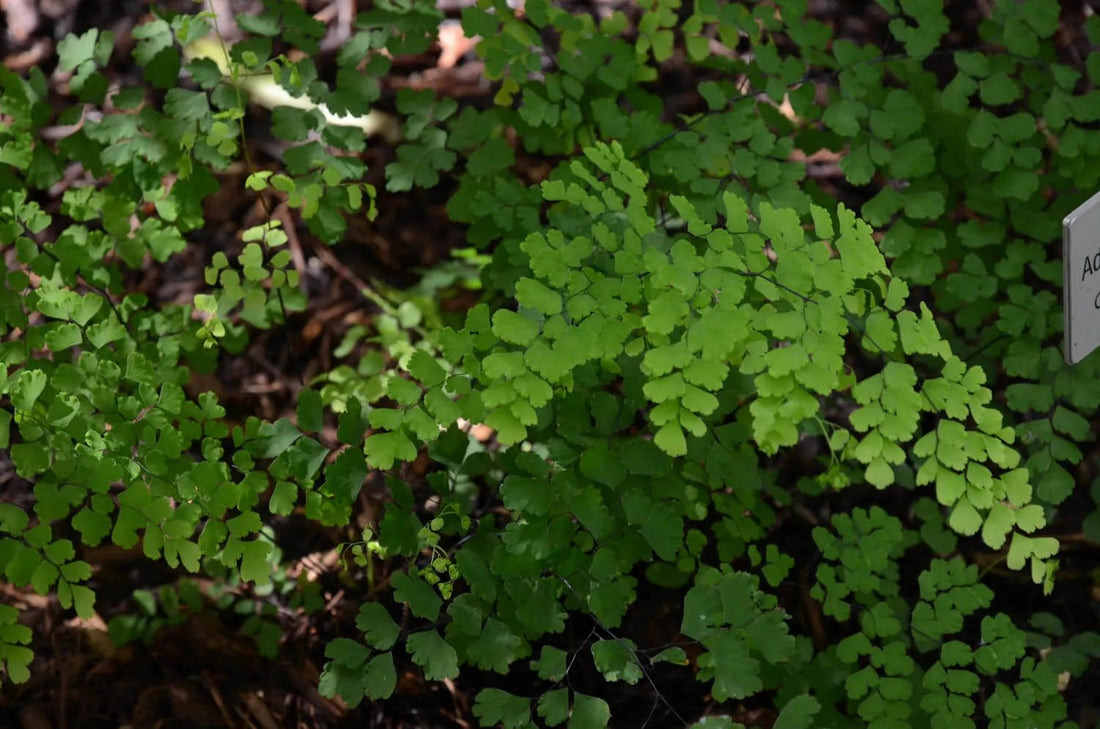 Native Maidenhair Fern (Adiantum aethiopicum) - Ladybird Nursery