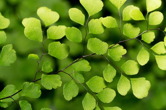 Native Maidenhair Fern (Adiantum aethiopicum)