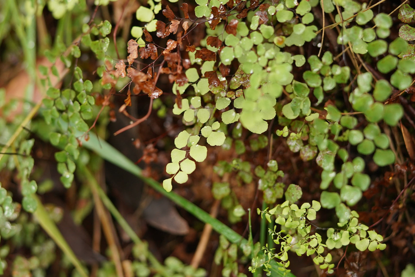 Native Maidenhair Fern (Adiantum aethiopicum)