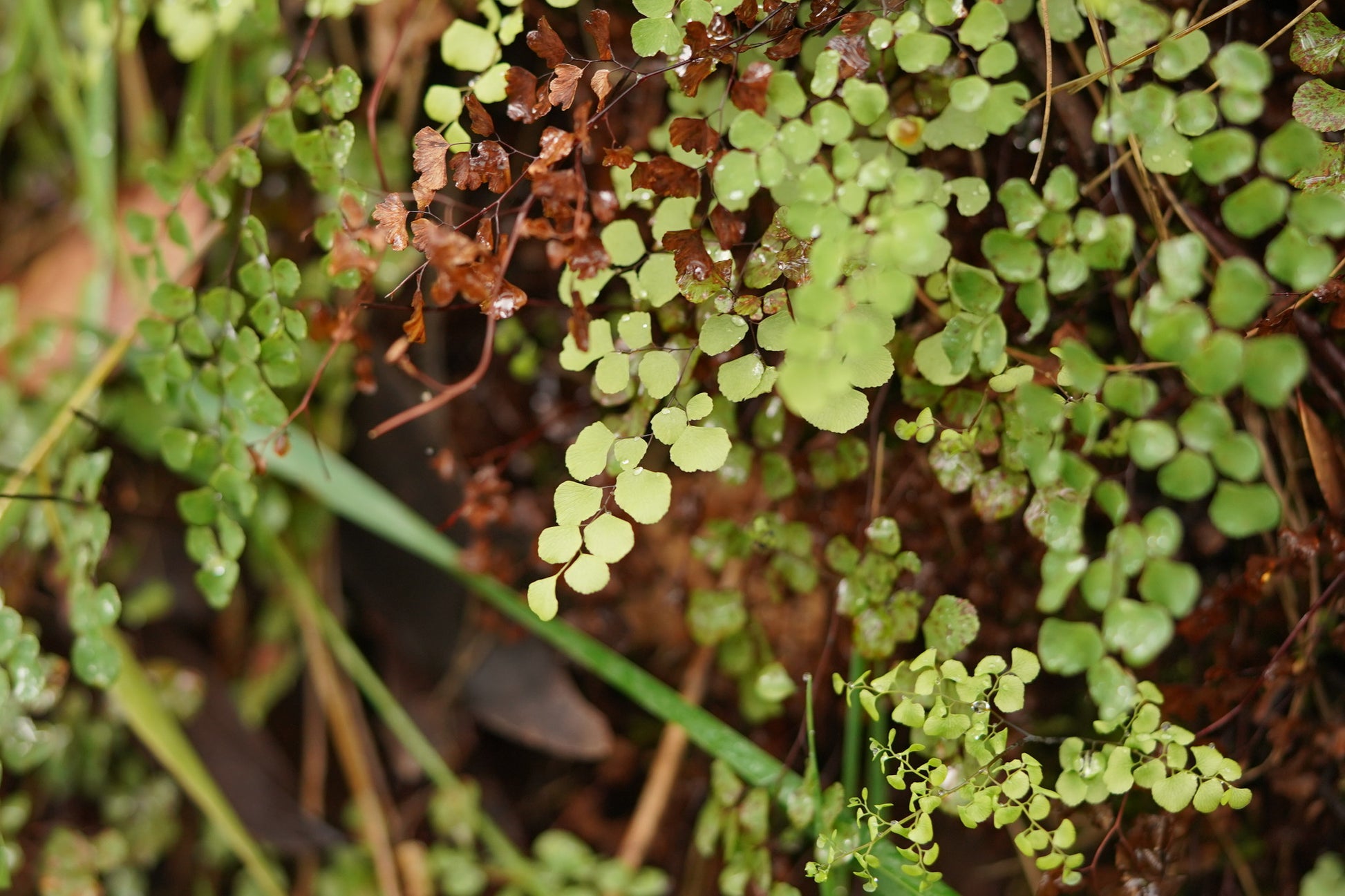 Native Maidenhair Fern (Adiantum aethiopicum)