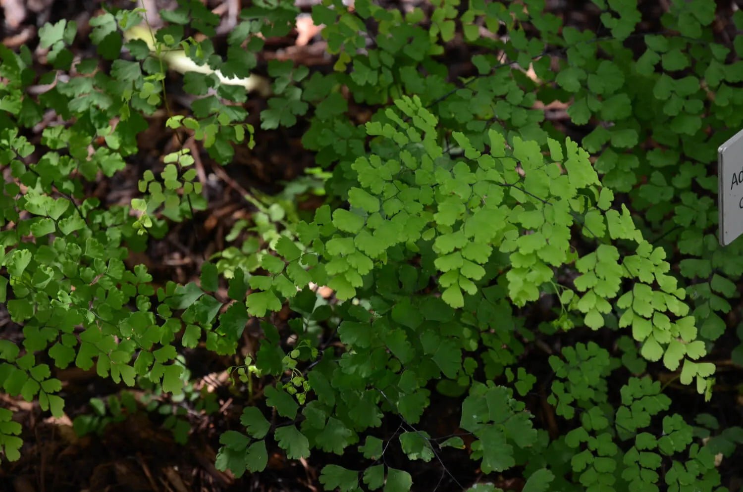 Common Maidenhair Valley Mist Native (Adiantum aethiopicum) - Ladybird Nursery