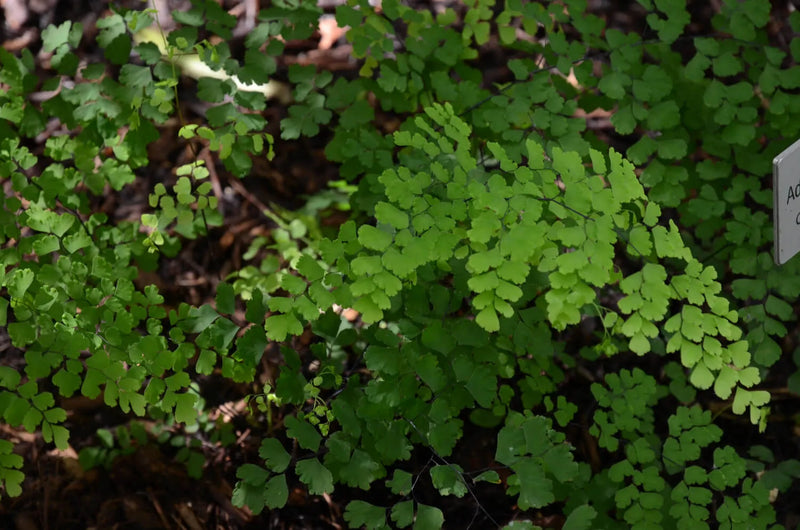 Common Maidenhair Valley Mist Native (Adiantum aethiopicum)