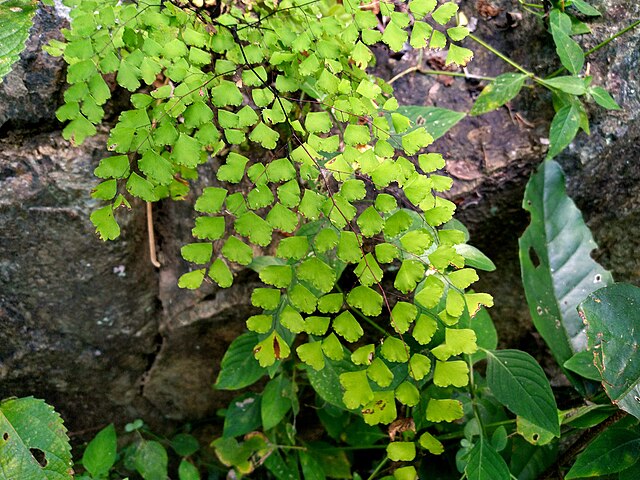 Common Maidenhair Valley Mist Native (Adiantum aethiopicum)
