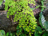 Common Maidenhair Valley Mist Native (Adiantum aethiopicum)