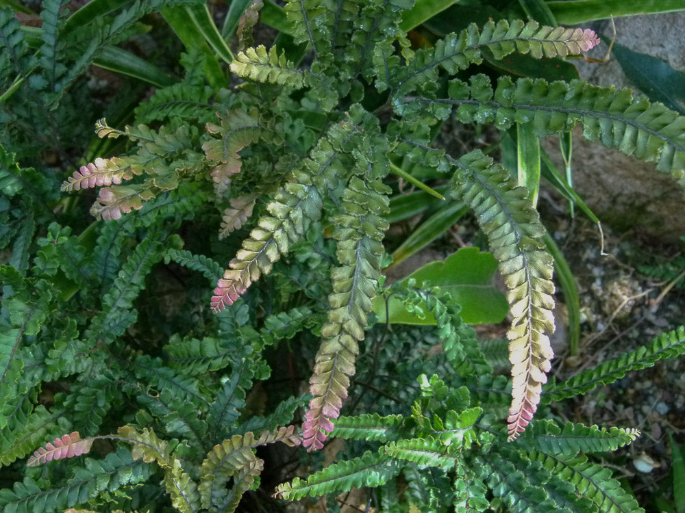 Rough Maidenhair Rosy (Adiantum hispidulum)