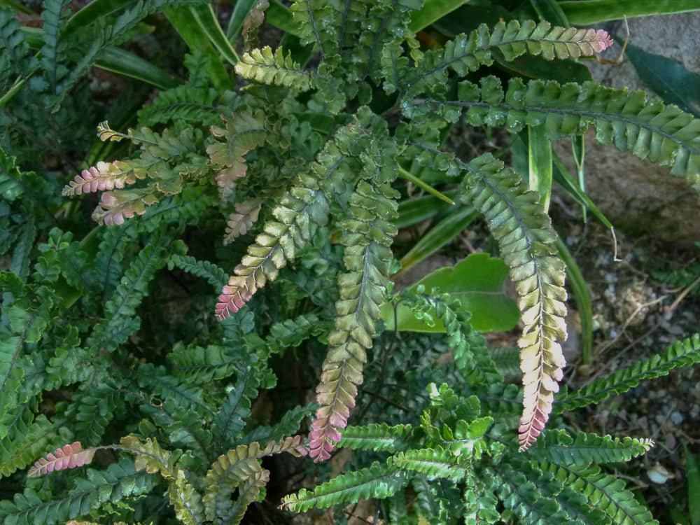 Rough Maidenhair Rosy (Adiantum hispidulum) - Ladybird Nursery