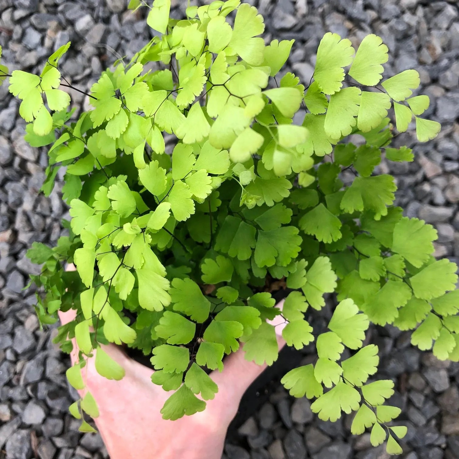 Common Maidenhair (Adiantum fragrantissimum)