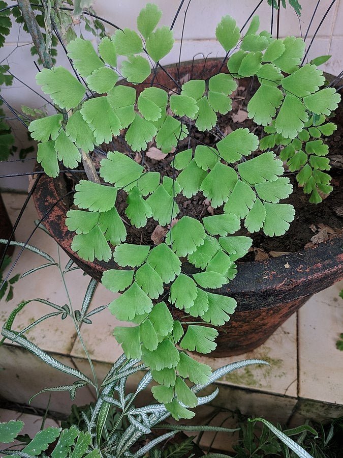 Delta Maidenhair (Adiantum raddianum) - Ladybird Nursery