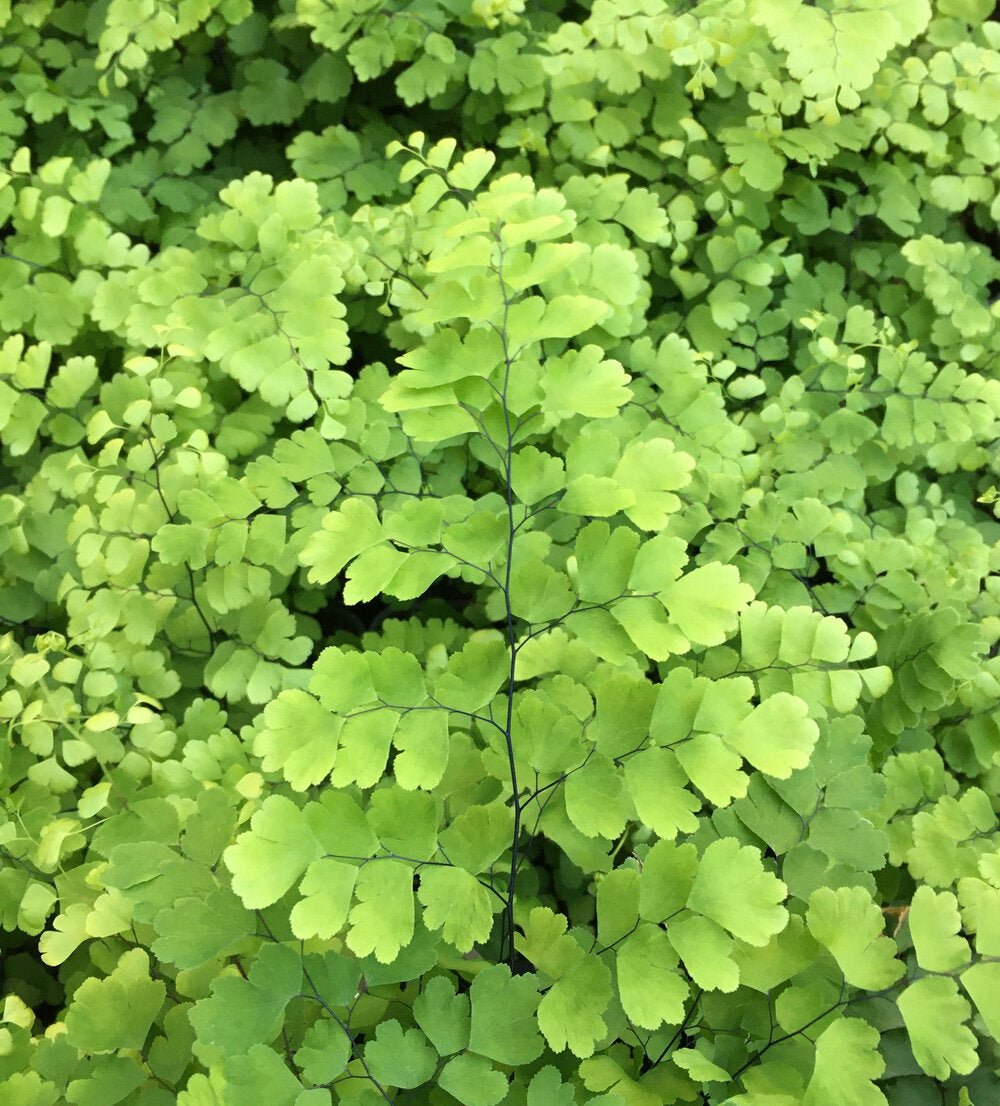 Delta Maidenhair Charlotte Parvifolium (Adiantum raddianum) - Ladybird Nursery