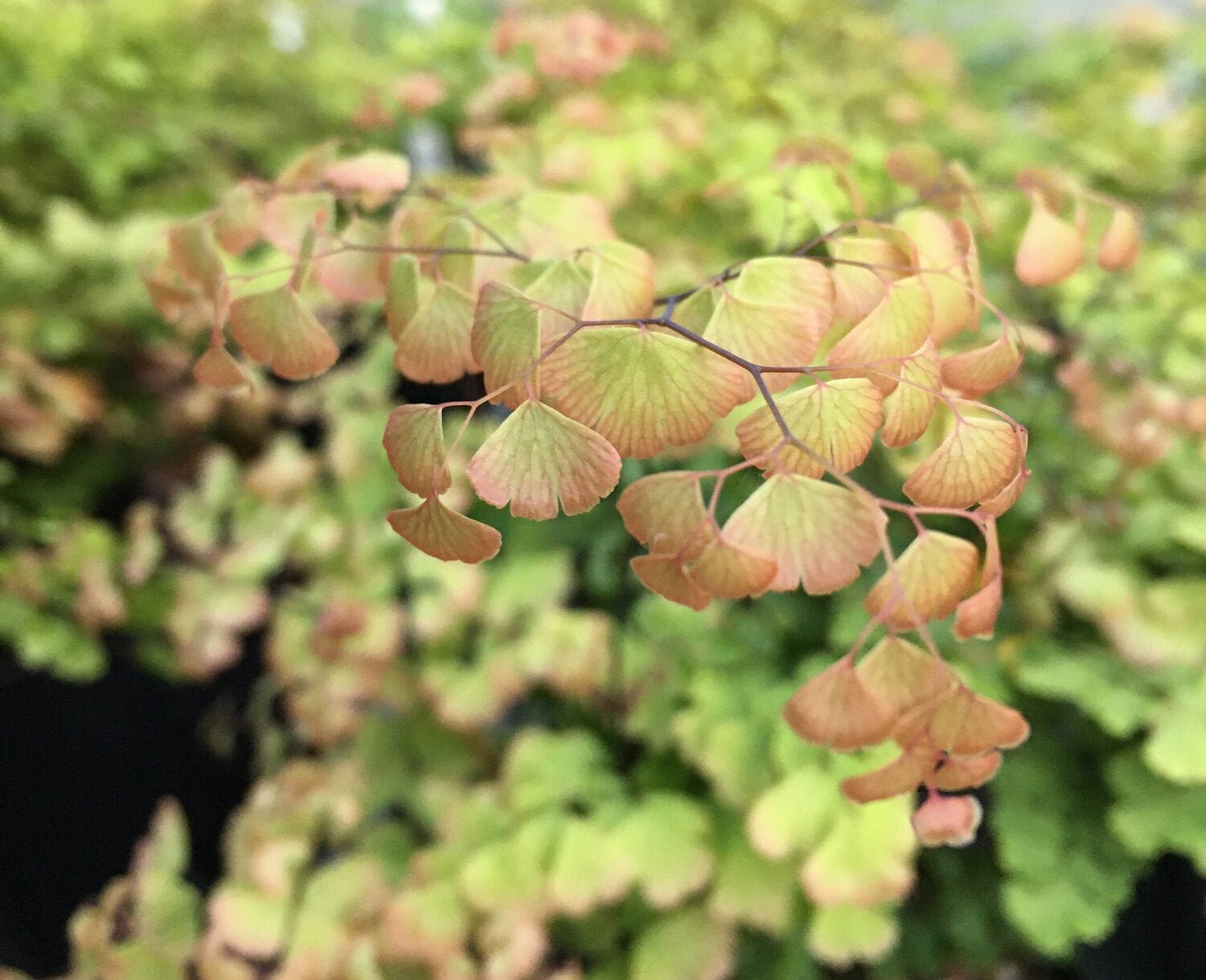 Elegant Maidenhair (Adiantum Elegans) - Ladybird Nursery
