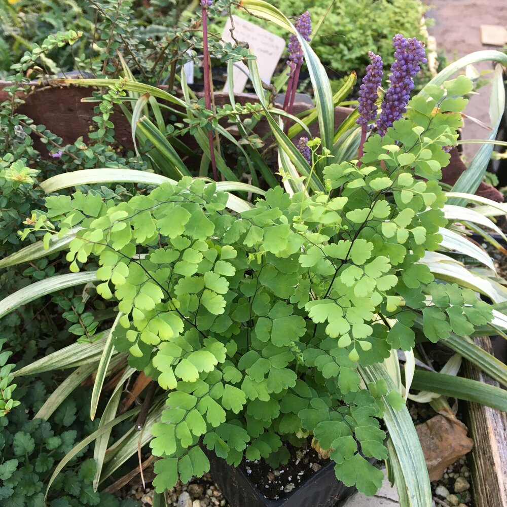 Delta Maidenhair (Adiantum raddianum)
