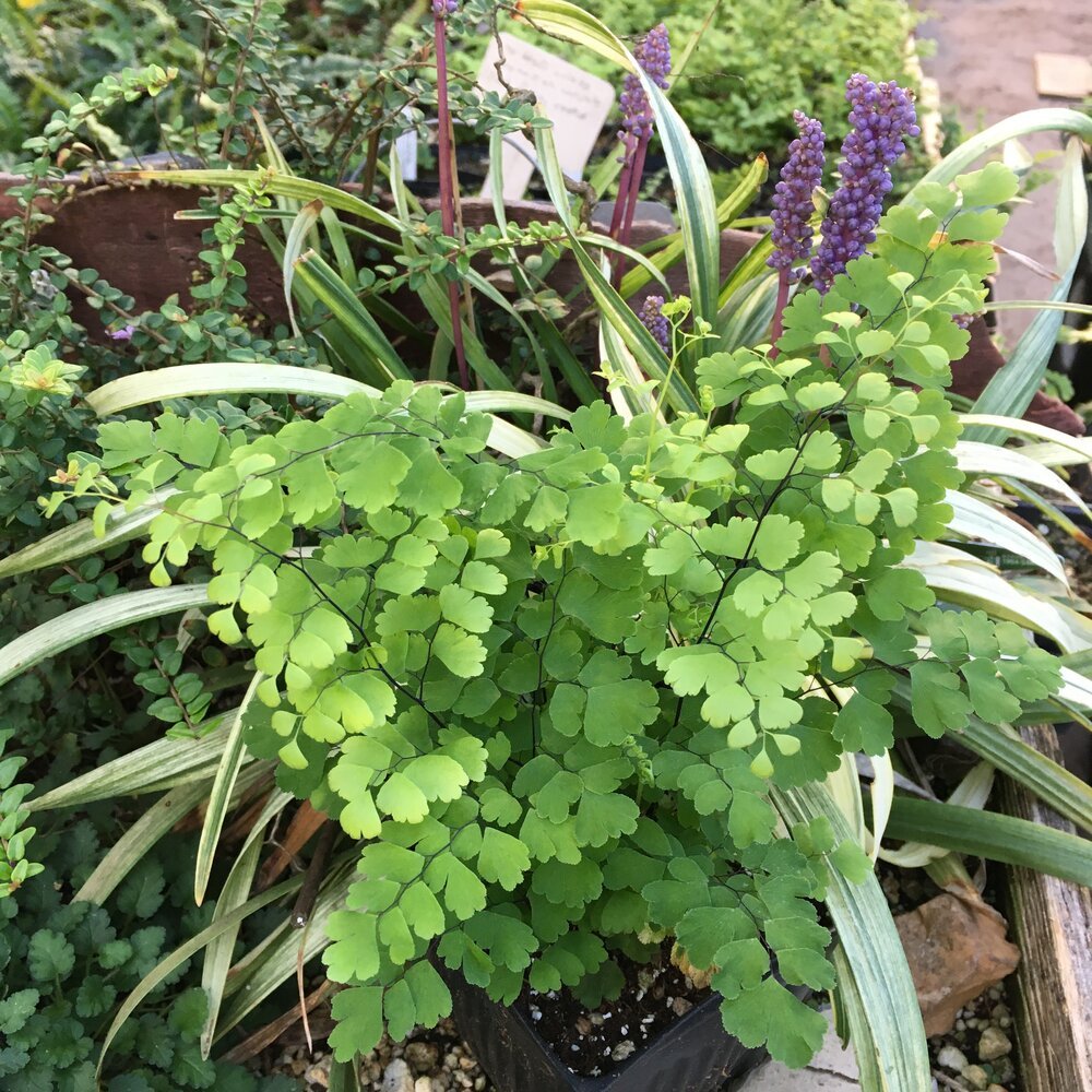 Delta Maidenhair (Adiantum raddianum) - Ladybird Nursery
