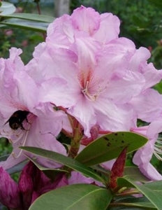 Rhododendron Admiral Piet Hein