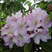 Rhododendron Admiral Piet Hein - Ladybird Nursery