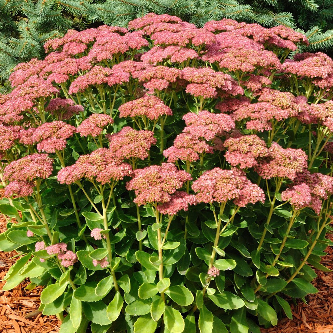 Stonecrop colour silvery (Sedum easy) - Ladybird Nursery