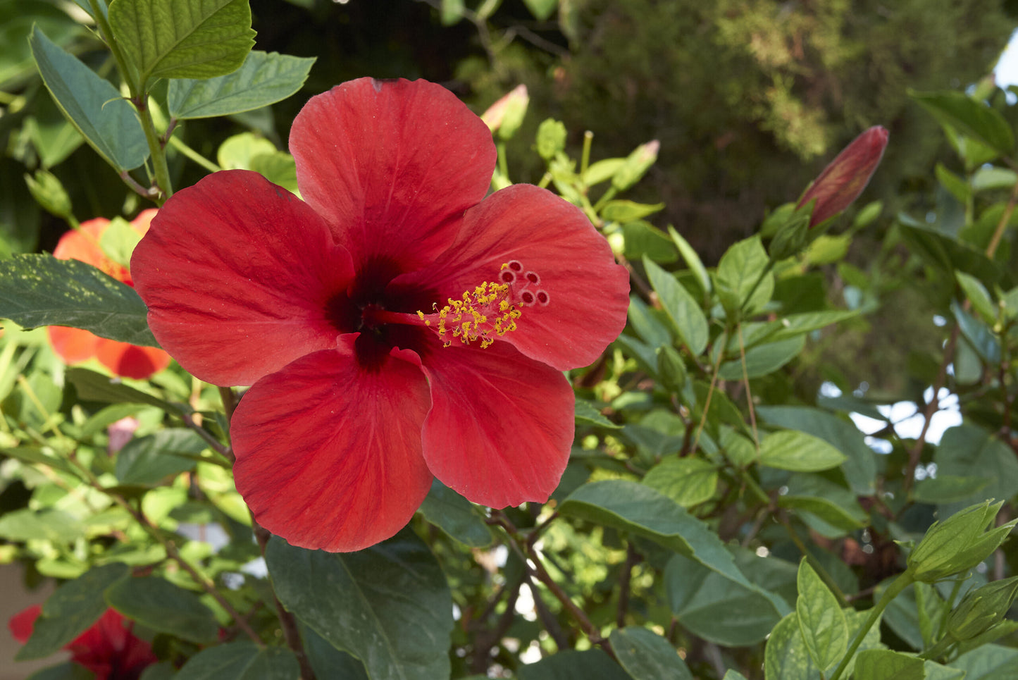 Chinese Hibiscus Reddy or Not (Hibiscus rosa-sinensis)