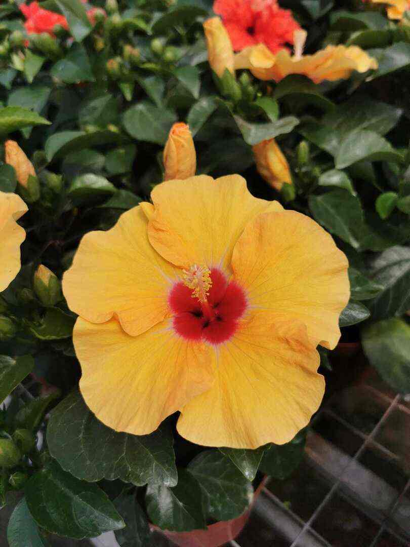 Hibiscus Flamenco™ Xanthe - Ladybird Nursery