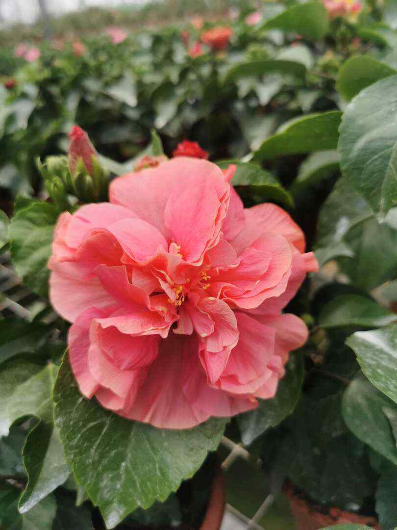 Hibiscus Adonicus Double Pink (Hibiscus rosa - sinensis) - Ladybird Nursery