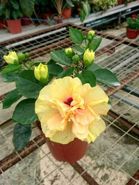 Hibiscus Flamenco™ Adonicus Yellow - Ladybird Nursery