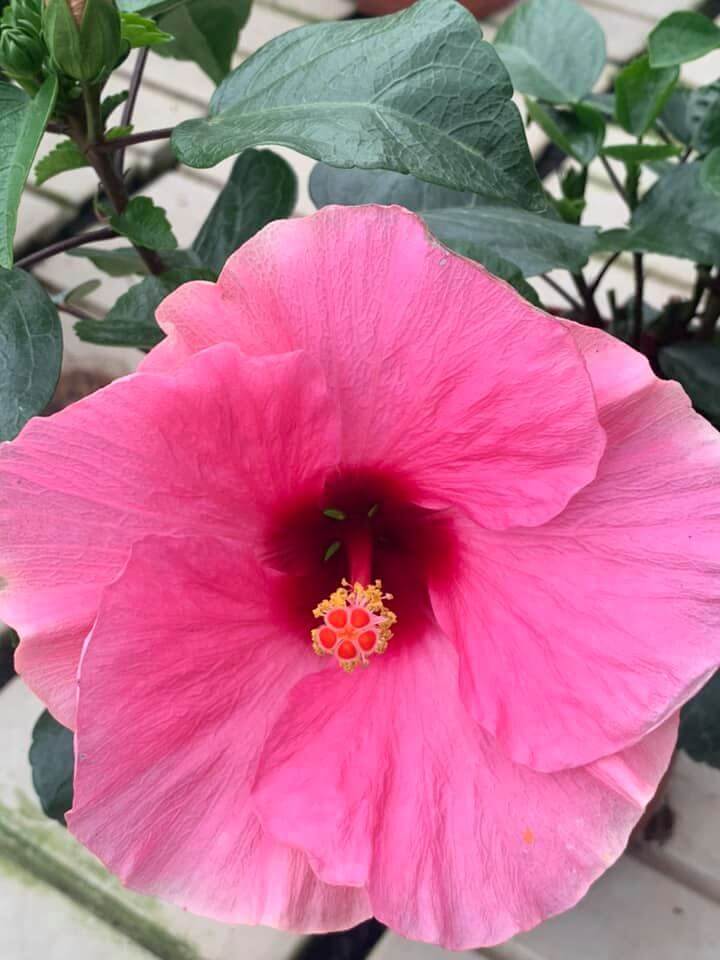 Hibiscus Flamenco™ Adonicus Pink - Ladybird Nursery