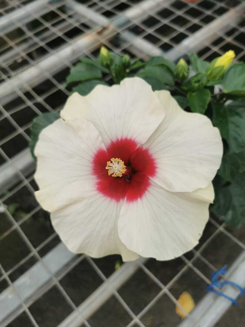 Hibiscus Flamenco™ Adonicus White - Ladybird Nursery