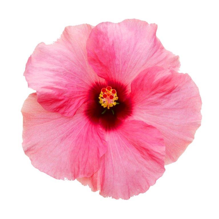Hibiscus Flamenco™ Adonicus Pink - Ladybird Nursery