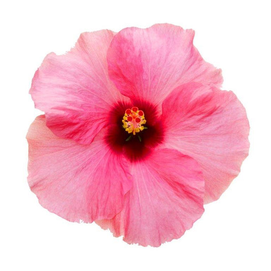 Hibiscus Flamenco™ Adonicus Pink
