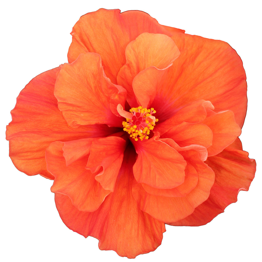 Hibiscus Flamenco™ Adonicus Orange - Ladybird Nursery