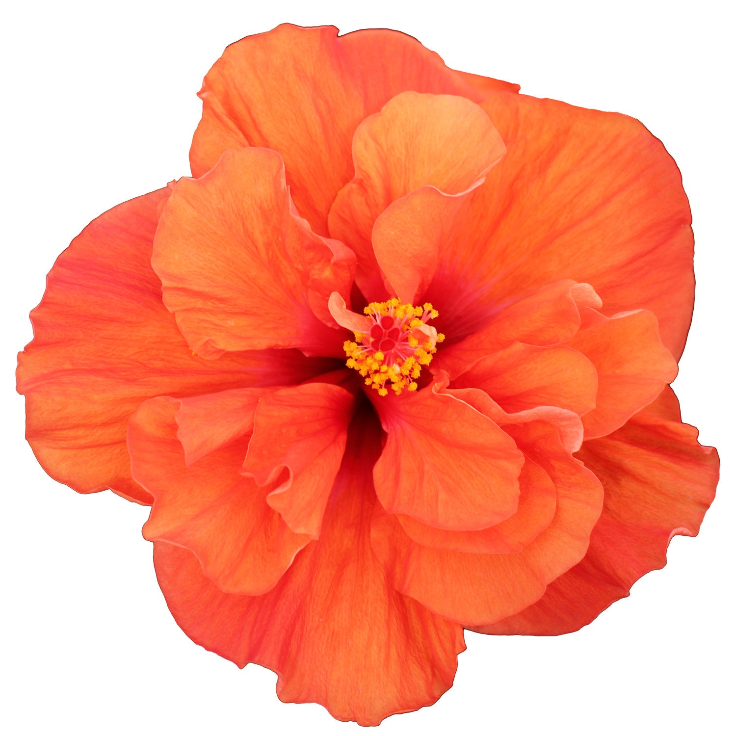 Hibiscus Flamenco™ Adonicus Orange - Ladybird Nursery
