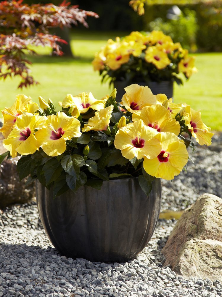 Chinese Hibiscus Adonicus Double Yellow (Hibiscus rosa-sinensis)