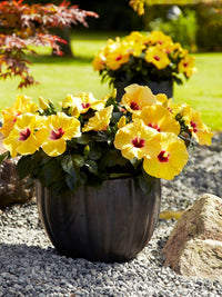 Chinese Hibiscus Adonicus Double Yellow (Hibiscus rosa-sinensis)