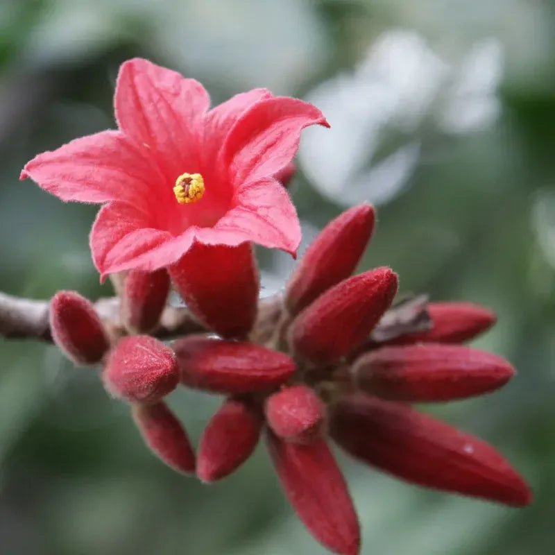 Dwarf Kurrajong (Brachychiton bidwillii) - Advanced (PICK UP ONLY) - Ladybird Nursery