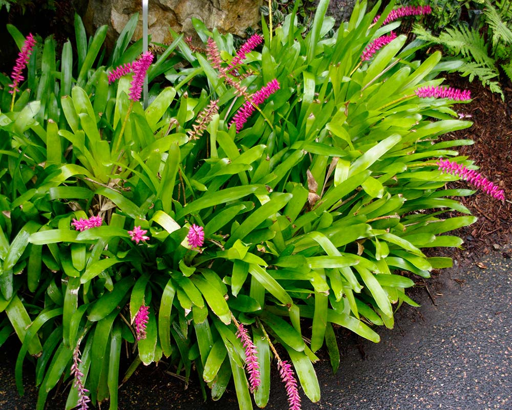 Bromeliad Matchstick (Aechmea gamosepala)