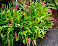 Bromeliad Matchstick (Aechmea gamosepala) - Ladybird Nursery