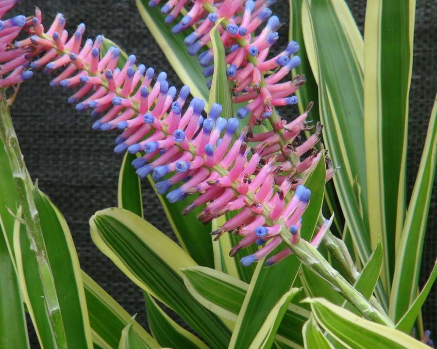 Bromeliad Variegated Matchstick (Aechmea gamosepala)