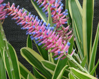 Bromeliad Variegated Matchstick (Aechmea gamosepala)