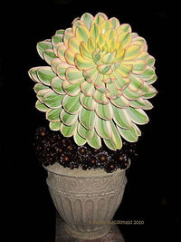Sunburst Aeonium (Aeonium Sunburst)