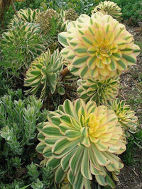 Sunburst Aeonium (Aeonium Sunburst) - Ladybird Nursery