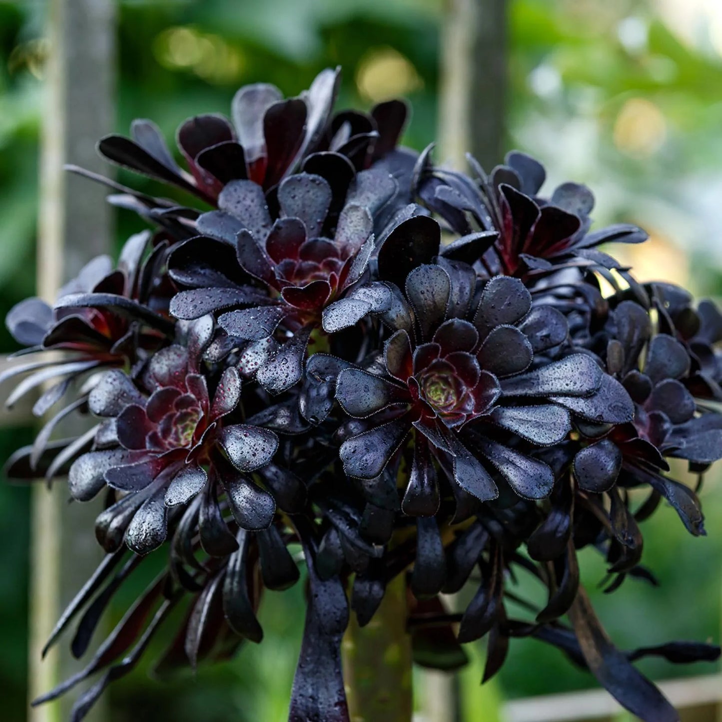 Black Rose atropurpureum Schwarzkopf (Aeonium arboreum)