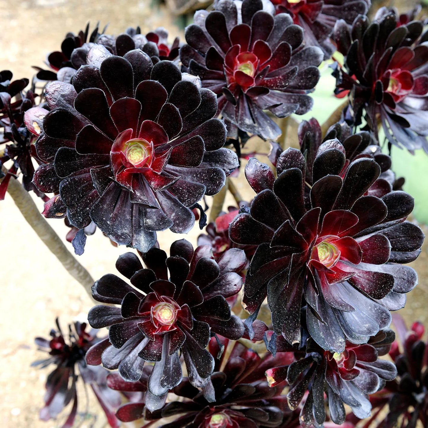Black Rose atropurpureum Schwarzkopf (Aeonium arboreum)