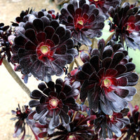 Black Rose atropurpureum Schwarzkopf (Aeonium arboreum) - Ladybird Nursery