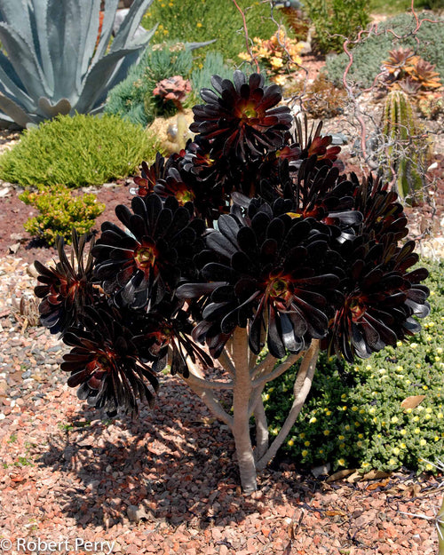 Black Rose atropurpureum Schwarzkopf (Aeonium arboreum) - Ladybird Nursery
