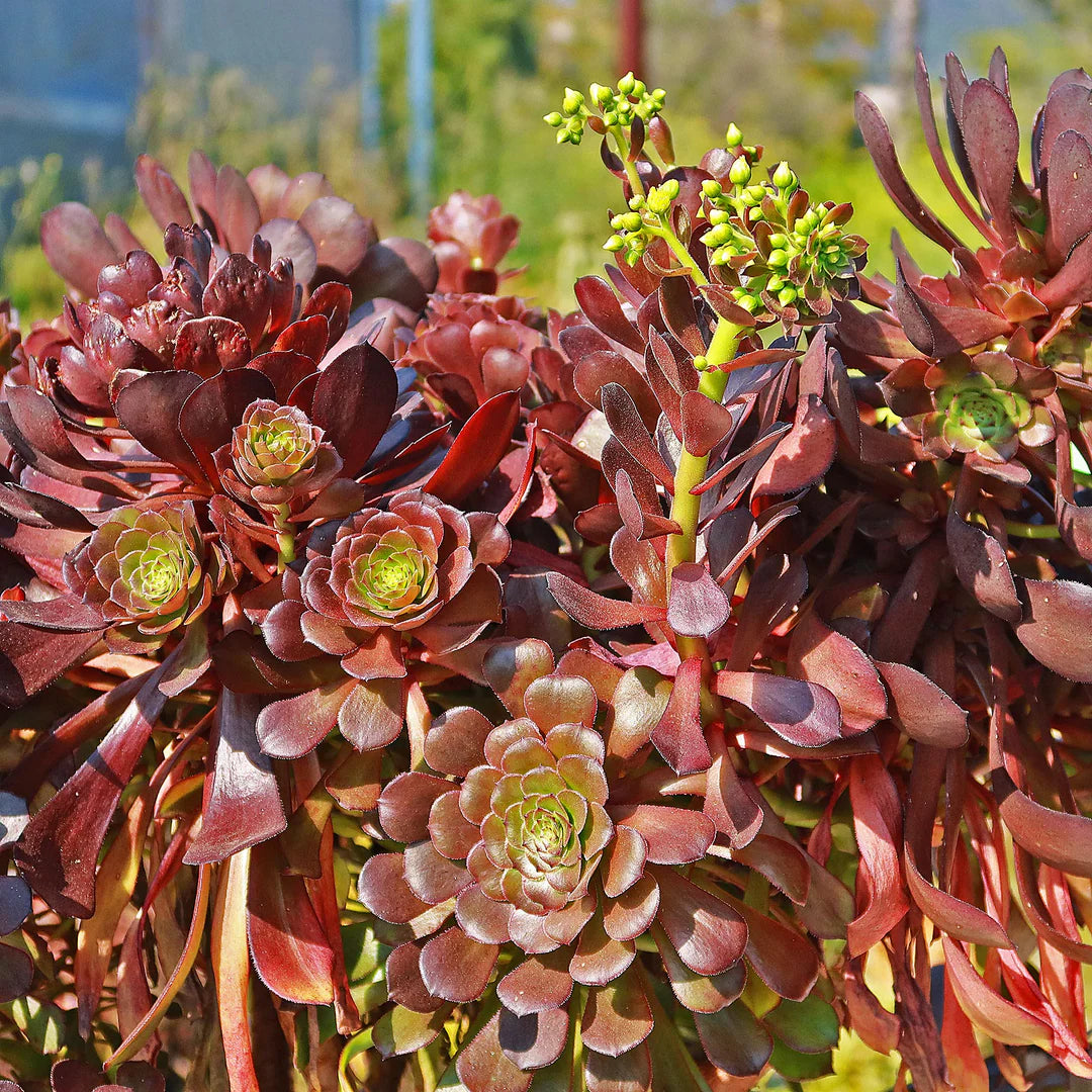 Purple Rose atropurpureum (Aeonium arboreum)