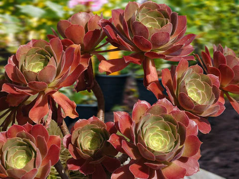 Tree Aeonium (Aeonium Assorted)