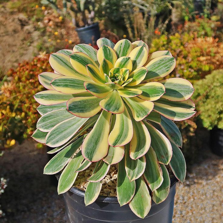 Sunburst Aeonium (Aeonium Sunburst) - Ladybird Nursery