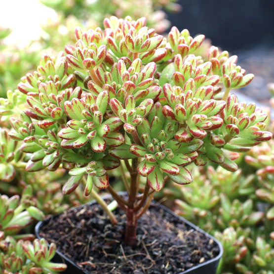 Dwarf Aeonium (Aeonium sedifolium)